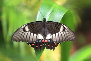 uploads/images/pest/citrus butterfly.jpg